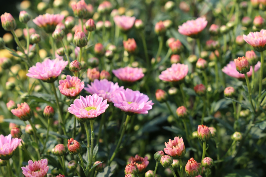 Chủ các vườn hoa cúc cho biết, hoa cúc trồng và thu hoạch quanh năm, mỗi sào thu lãi từ 10 đến 20 triệu đồng/vụ.