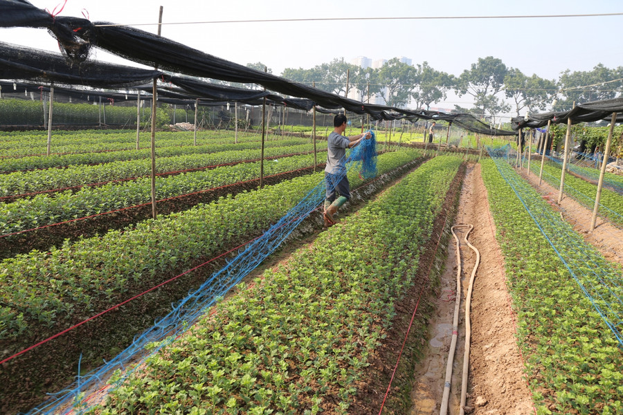 Năm 2017, Tây Tựu được công nhận là làng nghề truyền thống, có hàng trăm năm trồng hoa.