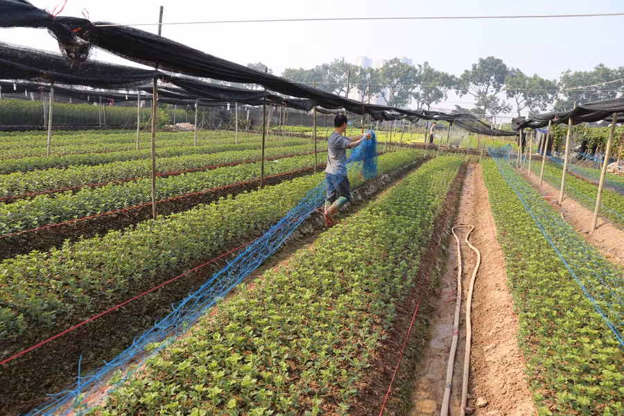 Năm 2017, Tây Tựu được công nhận là làng nghề truyền thống, có hàng trăm năm trồng hoa.