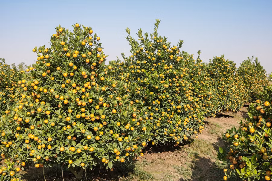 Những vườn quất Tết được trồng tại Thanh Khê.