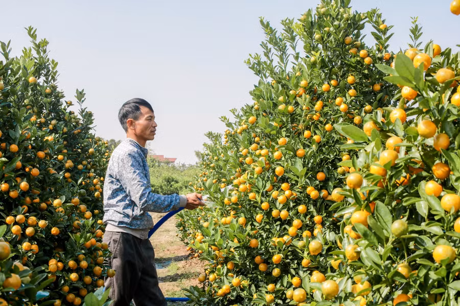 Người dân tất bật chăm sóc vườn quất.