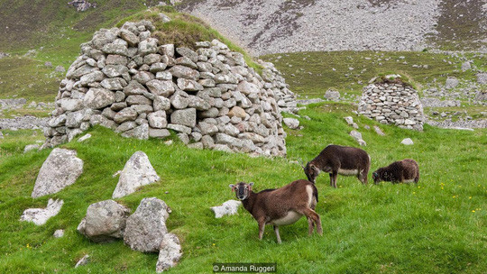 Những con cừu thành thơi gặm cỏ. Ảnh: BBC.