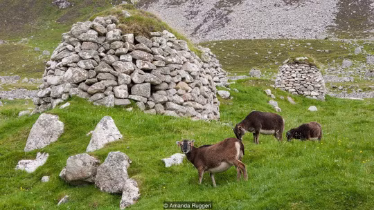 Những con cừu thành thơi gặm cỏ. Ảnh: BBC.