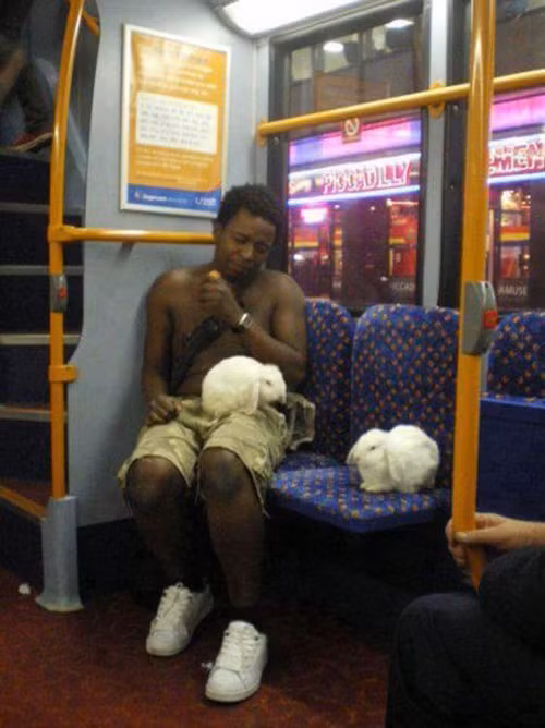 Anh chàng cởi trần và hai con thỏ.