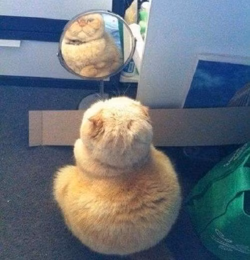 Nỗi niềm của những cô nàng quá khổ mỗi khi soi gương.