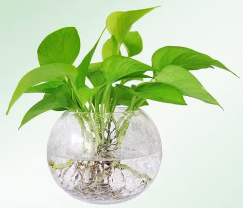 &nbsp;12 con giáp chọn đúng loại cây này sẽ may mắn giàu có quanh năm ảnh 7