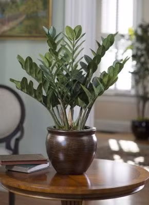 Cây phong thủy cho người tuổi tí