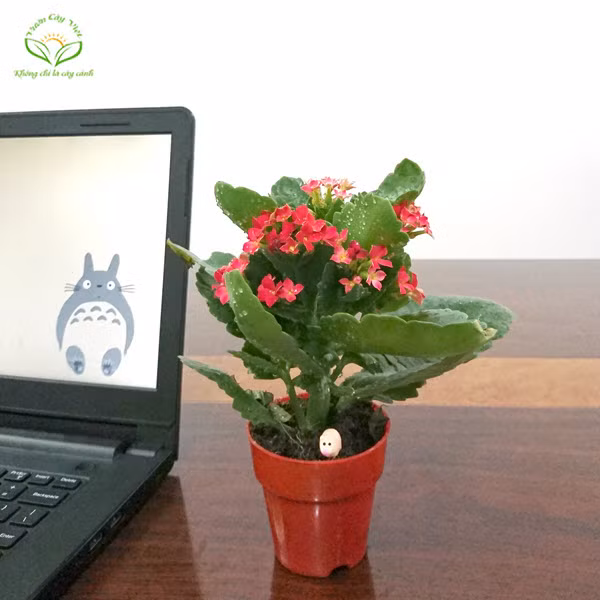 &nbsp;12 con giáp chọn đúng loại cây này sẽ may mắn giàu có quanh năm ảnh 12