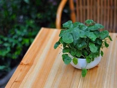 &nbsp;12 con giáp chọn đúng loại cây này sẽ may mắn giàu có quanh năm ảnh 6