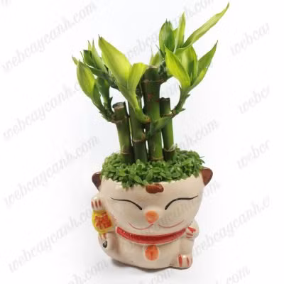 &nbsp;12 con giáp chọn đúng loại cây này sẽ may mắn giàu có quanh năm ảnh 4