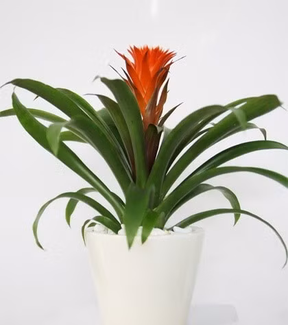 &nbsp;12 con giáp chọn đúng loại cây này sẽ may mắn giàu có quanh năm ảnh 2