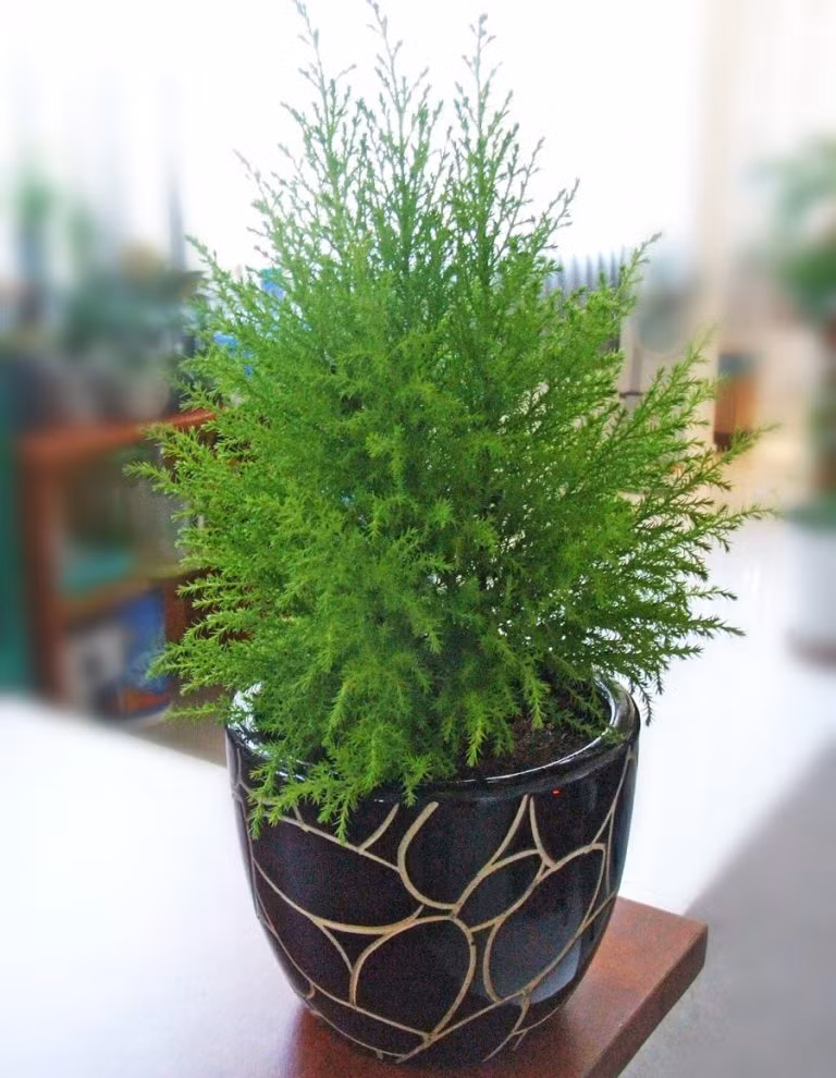 &nbsp;12 con giáp chọn đúng loại cây này sẽ may mắn giàu có quanh năm ảnh 9