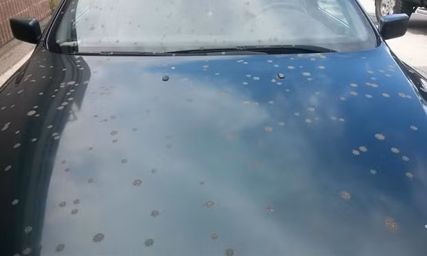 Đang chờ đèn đỏ thì phân từ trên trời trút xuống như mưa