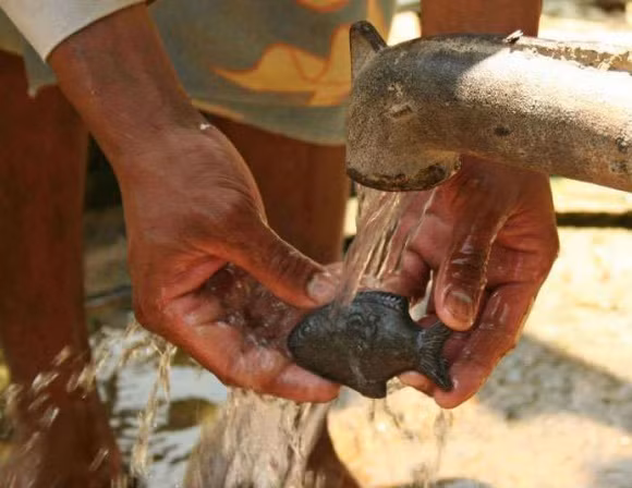 cá sắt, cá sắt nấu canh, thiếu máu