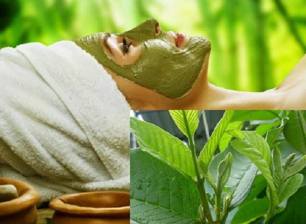 Cách trị mụn đầu đen bằng lá ổi hiệu quả ảnh 2 Cách trị mụn đầu đen bằng lá ổi hiệu quả ảnh 2