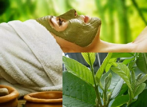 Cách trị mụn đầu đen bằng lá ổi hiệu quả ảnh 2 Cách trị mụn đầu đen bằng lá ổi hiệu quả ảnh 2