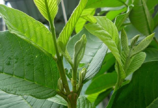 Cách trị mụn đầu đen bằng lá ổi hiệu quả ảnh 1 Cách trị mụn đầu đen bằng lá ổi hiệu quả ảnh 1