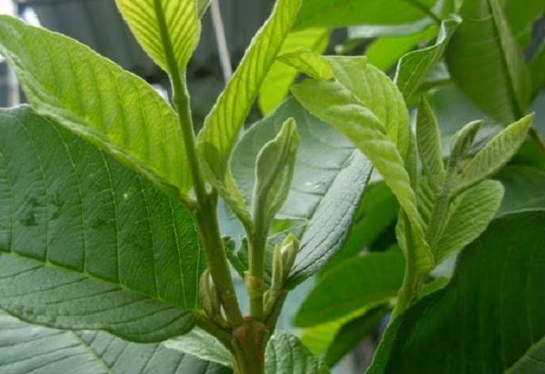 Cách trị mụn đầu đen bằng lá ổi hiệu quả ảnh 1 Cách trị mụn đầu đen bằng lá ổi hiệu quả ảnh 1