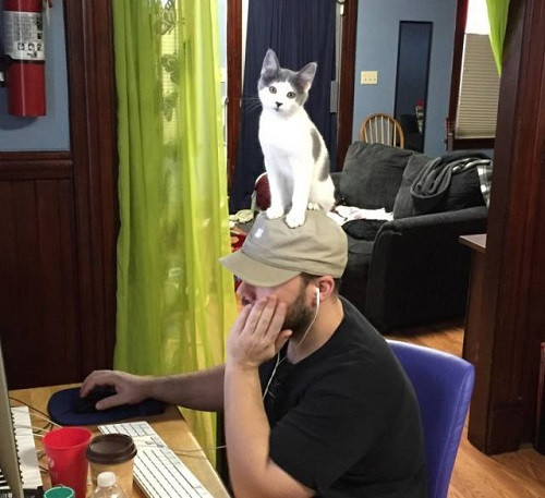 Loài mèo đang chuẩn bị thống lĩnh thế giới.