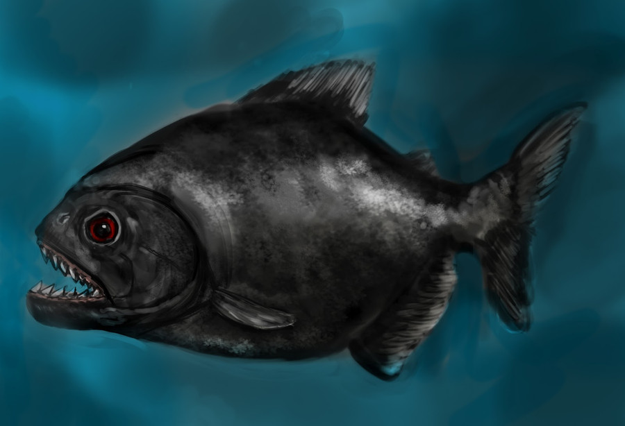 Gặp 10 loài động vật sau lập tức chạy ngay nếu bạn còn muốn sống tiếp ảnh 13 Gặp 10 loài động vật sau lập tức chạy ngay nếu bạn còn muốn sống tiếp ảnh 13