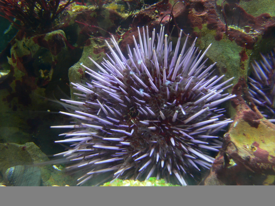 Gặp 10 loài động vật sau lập tức chạy ngay nếu bạn còn muốn sống tiếp ảnh 7 Gặp 10 loài động vật sau lập tức chạy ngay nếu bạn còn muốn sống tiếp ảnh 7