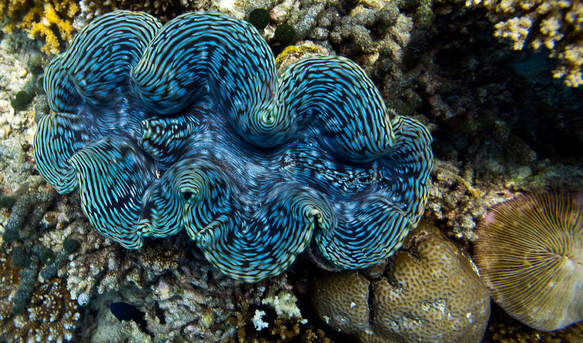 Gặp 10 loài động vật sau lập tức chạy ngay nếu bạn còn muốn sống tiếp ảnh 4 Gặp 10 loài động vật sau lập tức chạy ngay nếu bạn còn muốn sống tiếp ảnh 4