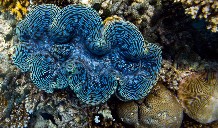 Gặp 10 loài động vật sau lập tức chạy ngay nếu bạn còn muốn sống tiếp ảnh 4