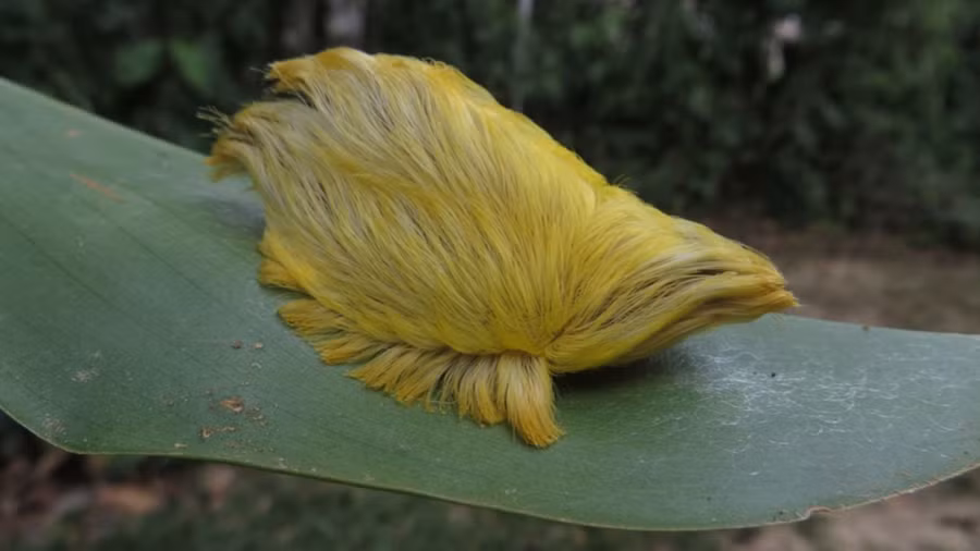 Gặp 10 loài động vật sau lập tức chạy ngay nếu bạn còn muốn sống tiếp ảnh 21