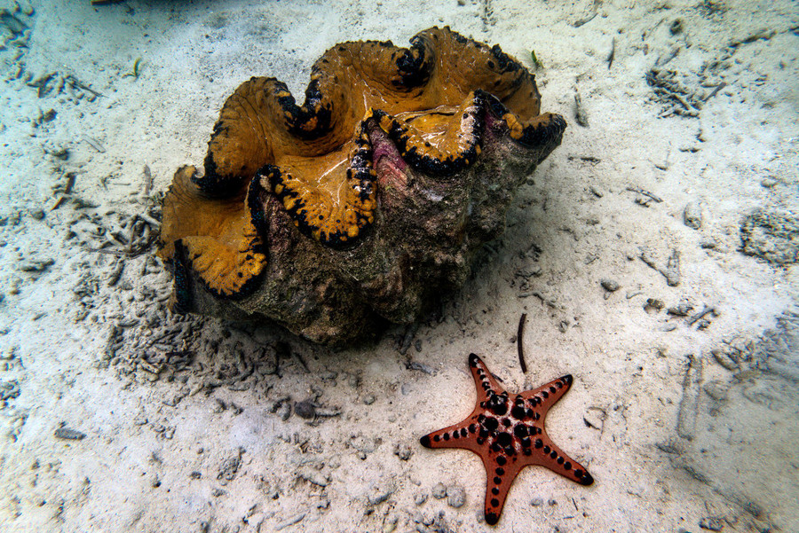 Gặp 10 loài động vật sau lập tức chạy ngay nếu bạn còn muốn sống tiếp ảnh 3 Gặp 10 loài động vật sau lập tức chạy ngay nếu bạn còn muốn sống tiếp ảnh 3