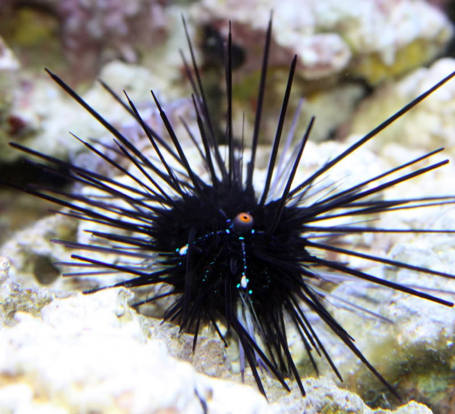 Gặp 10 loài động vật sau lập tức chạy ngay nếu bạn còn muốn sống tiếp ảnh 8 Gặp 10 loài động vật sau lập tức chạy ngay nếu bạn còn muốn sống tiếp ảnh 8