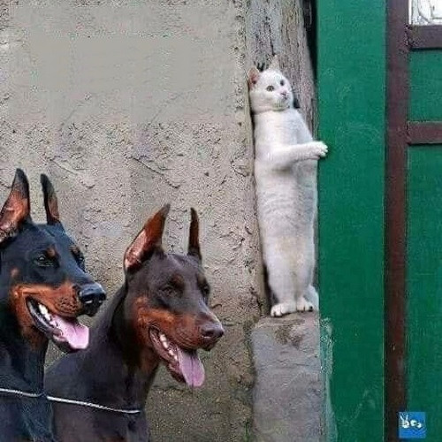 Tình thế ngàn cân treo sợi tóc.