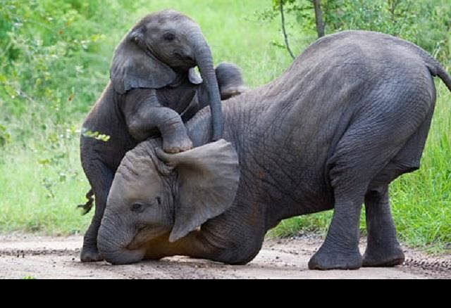  Top 10 loài động vật sống lâu nhất thế giới tự nhiên - ảnh 5