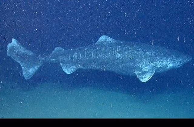  Top 10 loài động vật sống lâu nhất thế giới tự nhiên - ảnh 8