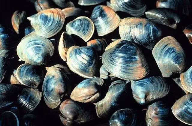  Top 10 loài động vật sống lâu nhất thế giới tự nhiên - ảnh 9