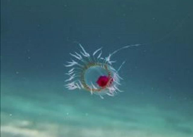  Top 10 loài động vật sống lâu nhất thế giới tự nhiên - ảnh 10