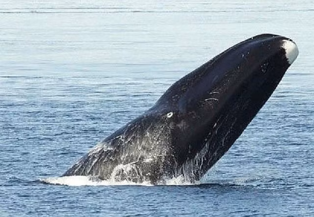  Top 10 loài động vật sống lâu nhất thế giới tự nhiên - ảnh 7