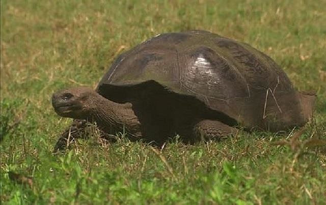  Top 10 loài động vật sống lâu nhất thế giới tự nhiên - ảnh 6