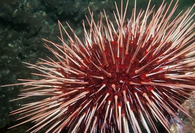  Top 10 loài động vật sống lâu nhất thế giới tự nhiên - ảnh 1