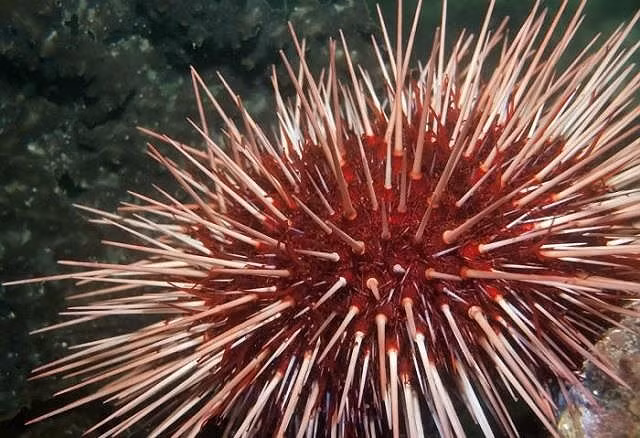  Top 10 loài động vật sống lâu nhất thế giới tự nhiên - ảnh 1