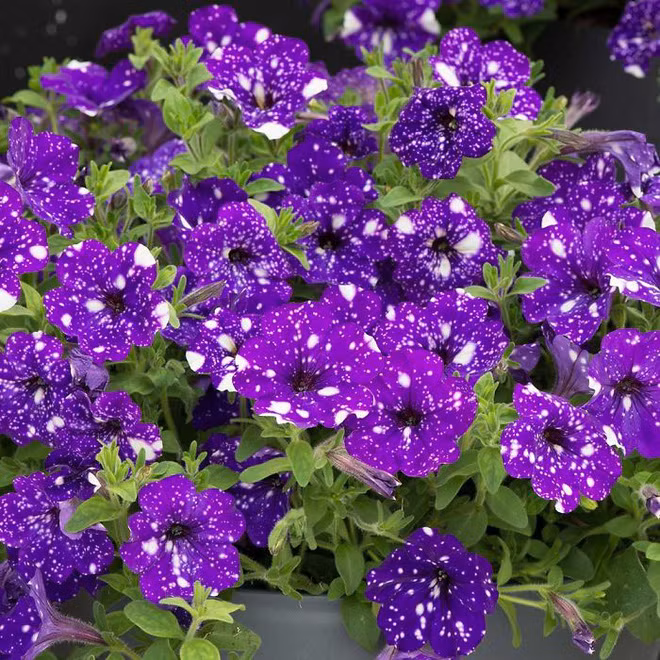 Những bông hoa kỳ lạ như chứa cả vũ trụ lung linh ngàn sao - Ảnh 6.