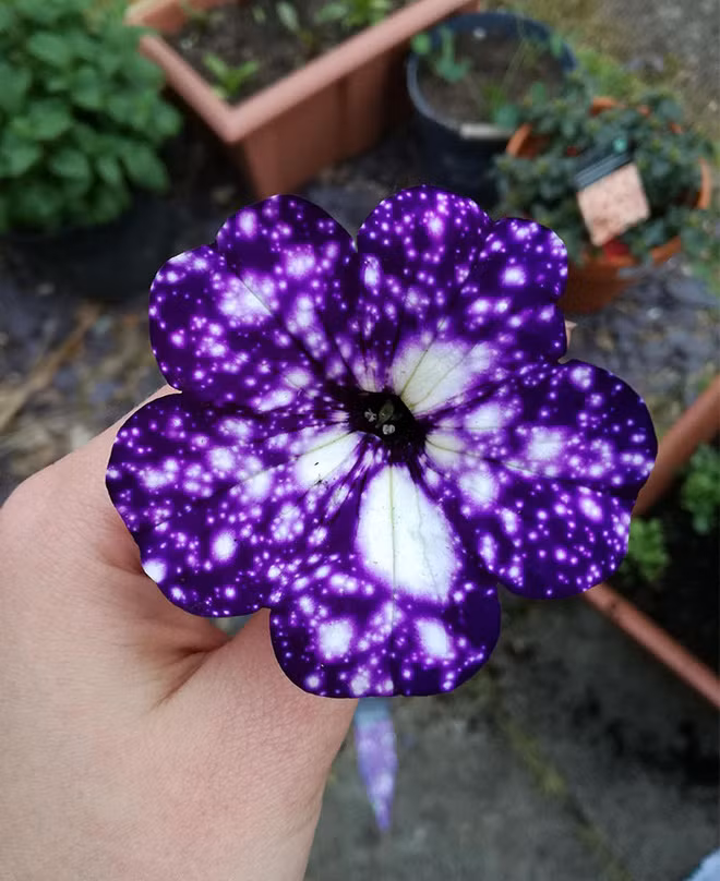 Những bông hoa kỳ lạ như chứa cả vũ trụ lung linh ngàn sao - Ảnh 9.