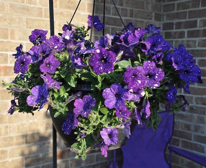 Những bông hoa kỳ lạ như chứa cả vũ trụ lung linh ngàn sao 