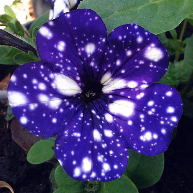 Những bông hoa kỳ lạ như chứa cả vũ trụ lung linh ngàn sao - Ảnh 10.