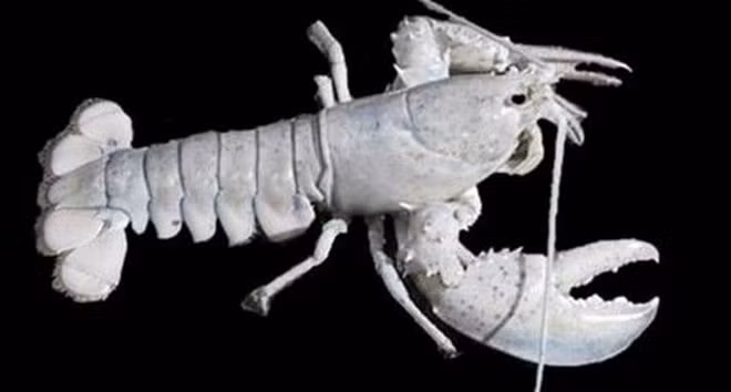 Khi động vật bị bạch tạng, trông chúng sẽ như thế này - Ảnh 9.