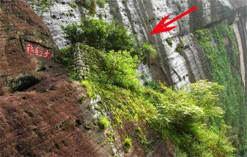 Loại trà đắt nhất thế giới, mỗi kg có giá tương đương một... tòa biệt thự ảnh 1 Loại trà đắt nhất thế giới, mỗi kg có giá tương đương một... tòa biệt thự ảnh 1