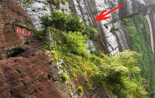 Loại trà đắt nhất thế giới, mỗi kg có giá tương đương một... tòa biệt thự