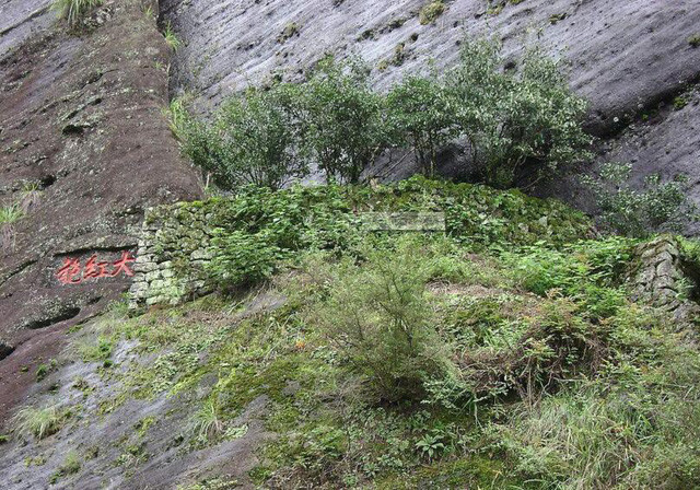 Loại trà đắt nhất thế giới, mỗi kg có giá tương đương một... tòa biệt thự ảnh 4 Loại trà đắt nhất thế giới, mỗi kg có giá tương đương một... tòa biệt thự ảnh 4