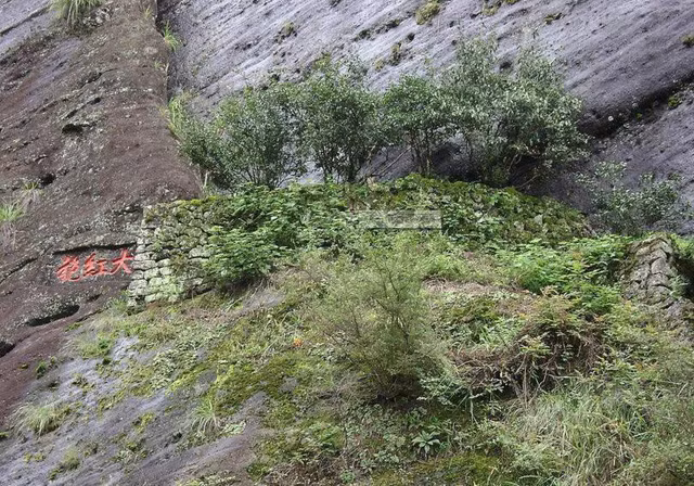 Loại trà đắt nhất thế giới, mỗi kg có giá tương đương một... tòa biệt thự ảnh 4