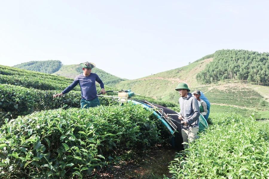 Tổ đổi công thu hái chè ở huyện Thanh Chương, Nghệ An. (Ảnh: Xuân Dương)