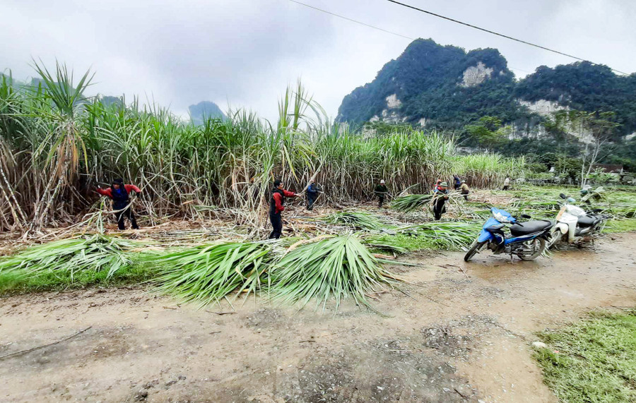 Tổ đổi công trồng mía ở xã Bình Sơn, huyện Anh Sơn. (Ảnh: Xuân Dương) Tổ đổi công trồng mía ở xã Bình Sơn, huyện Anh Sơn. (Ảnh: Xuân Dương)